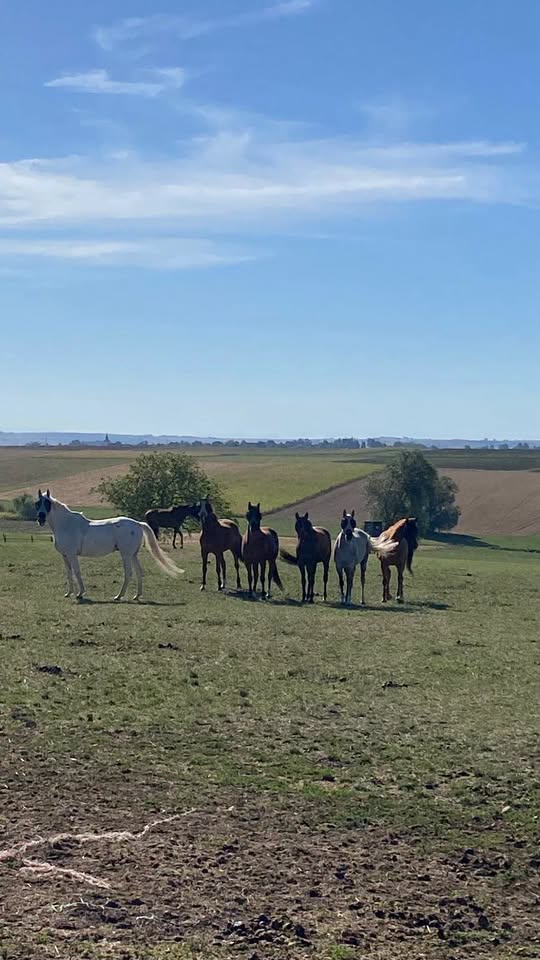 Le troupeau dans les champs, Vosges à l'horizon