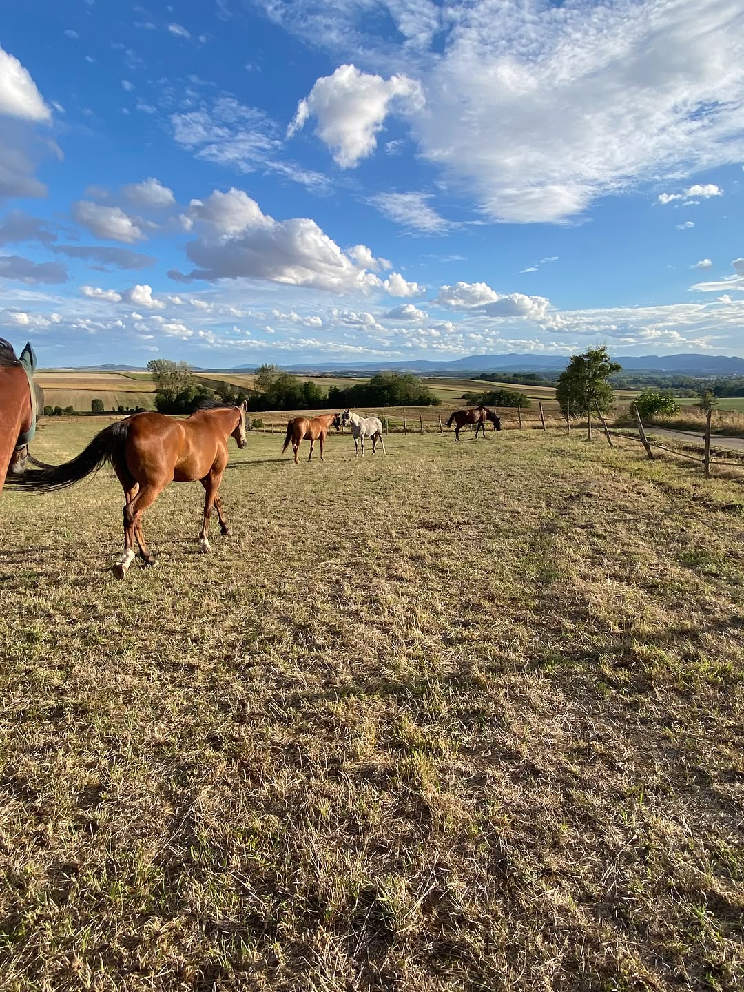 Chevaux en liberté dans la prairie, Vosges à l'horizon
