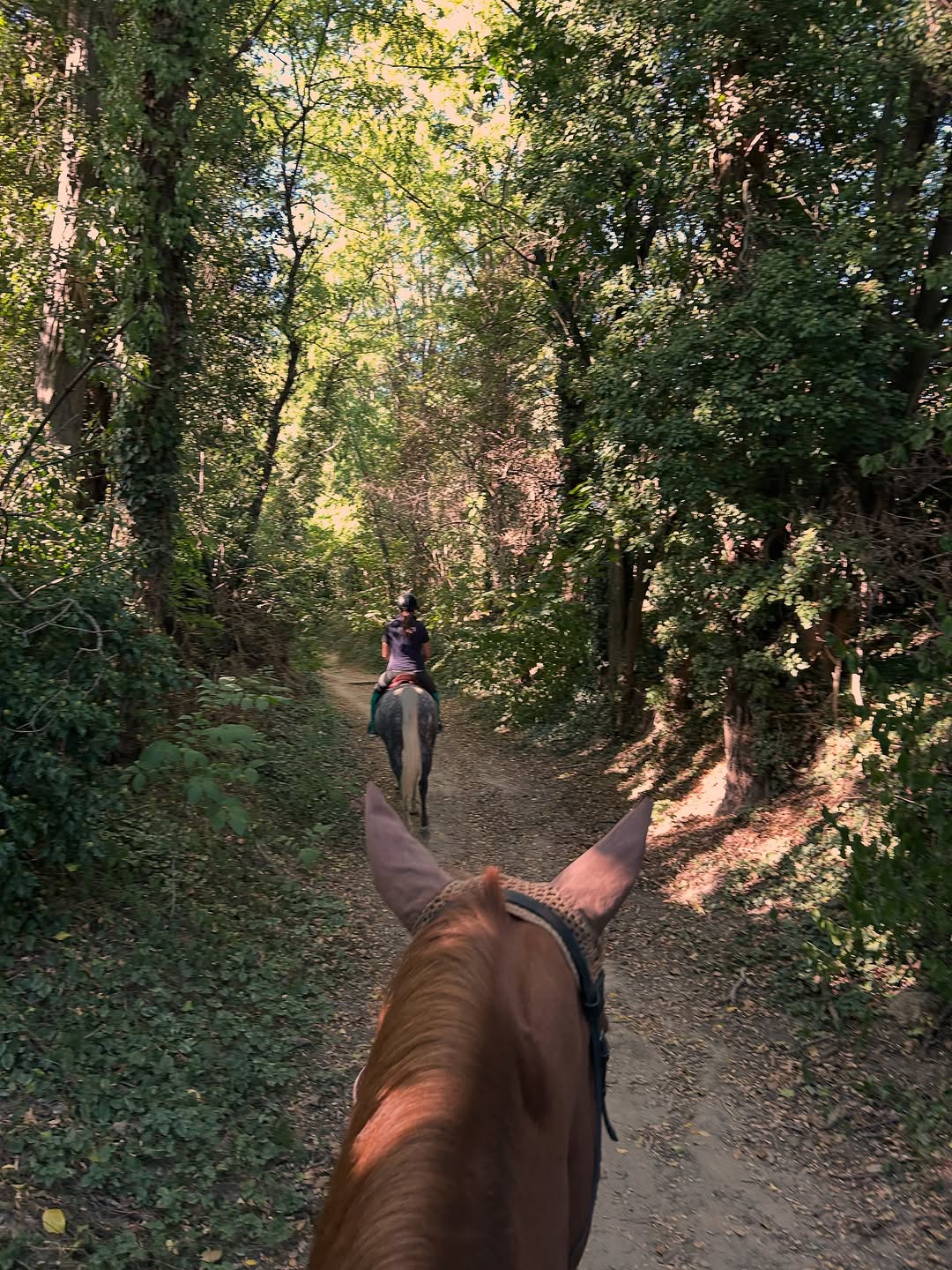 Balade à cheval sur un chemin en sous-bois, vue entre les oreilles du cheval