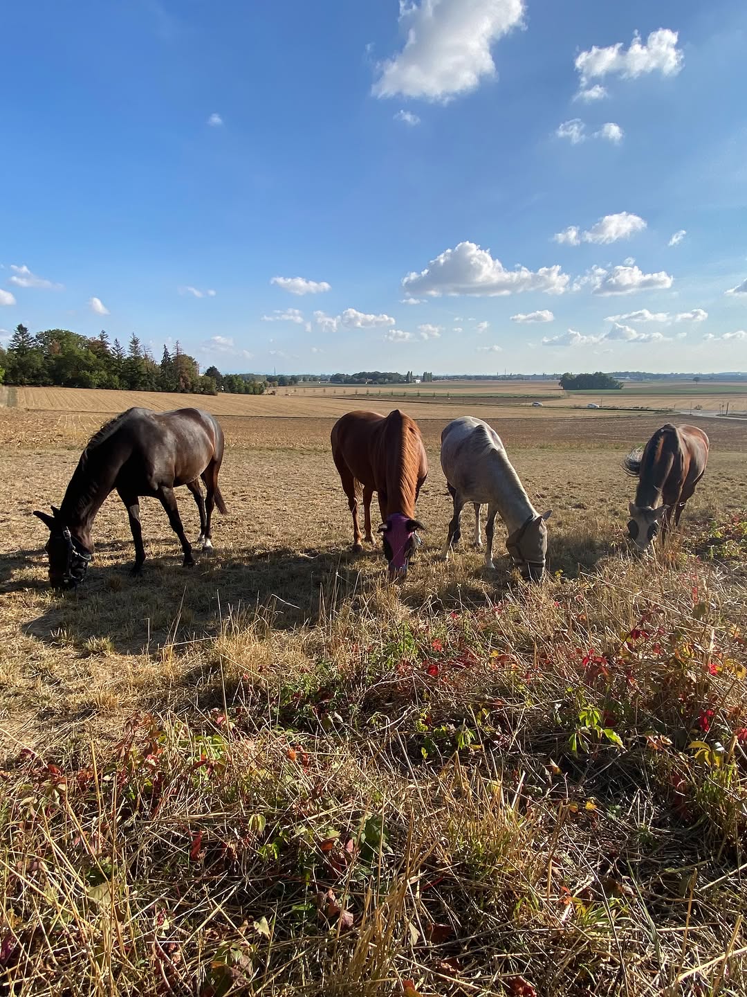 Quatre chevaux broutent côte à côte dans un champ